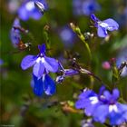 Männertreu (Lobelia erinus)......