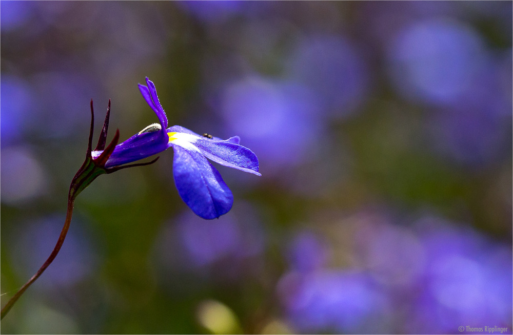 Männertreu (Lobelia erinus)..-