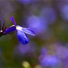 Männertreu (Lobelia erinus)..-