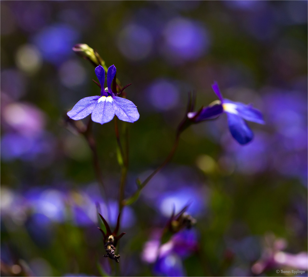 Männertreu (Lobelia erinus)