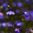 Männertreu (Lobelia erinus)