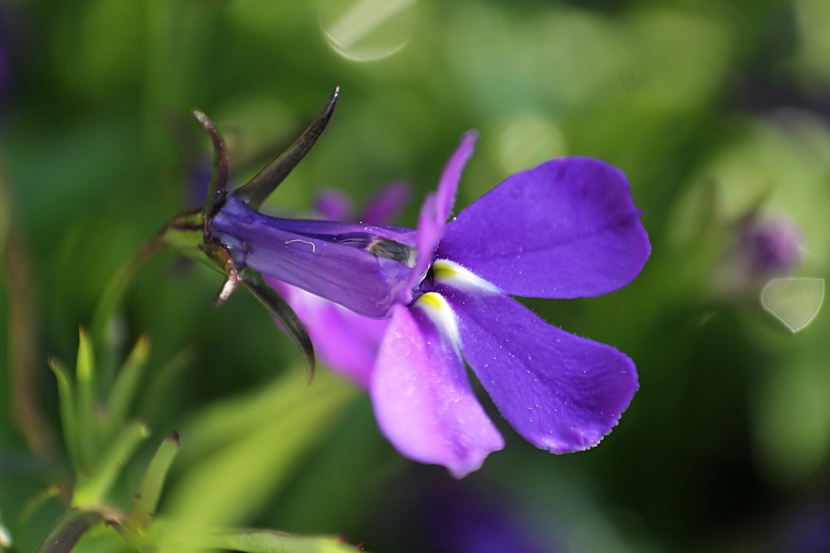 Männertreu (Lobelia erinus)