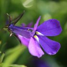 Männertreu (Lobelia erinus)