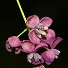 männl. Blüten der Fingerblättrigen Klettergurke (Schokoladenwein)