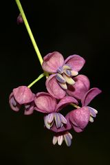männl. Blüten der Fingerblättrigen Klettergurke (Schokoladenwein)