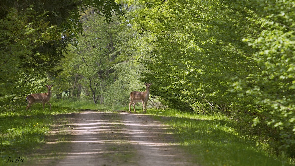 männl. Damwild