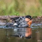 Männl. Dompfaff  beim Baden 