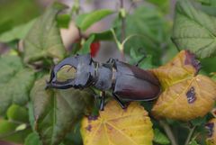 männl. Hirschkäfer