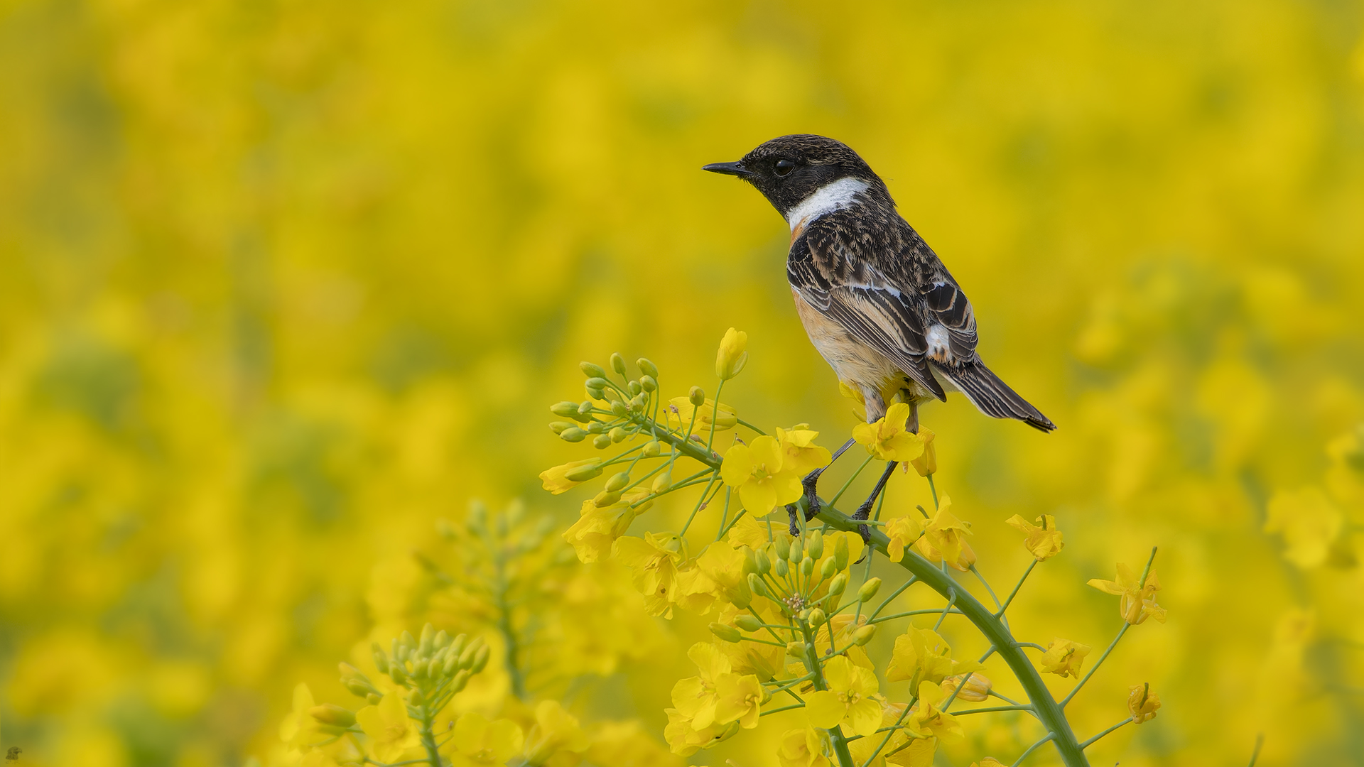 männl. Schwarzkehlchen | Saxicola rubicola