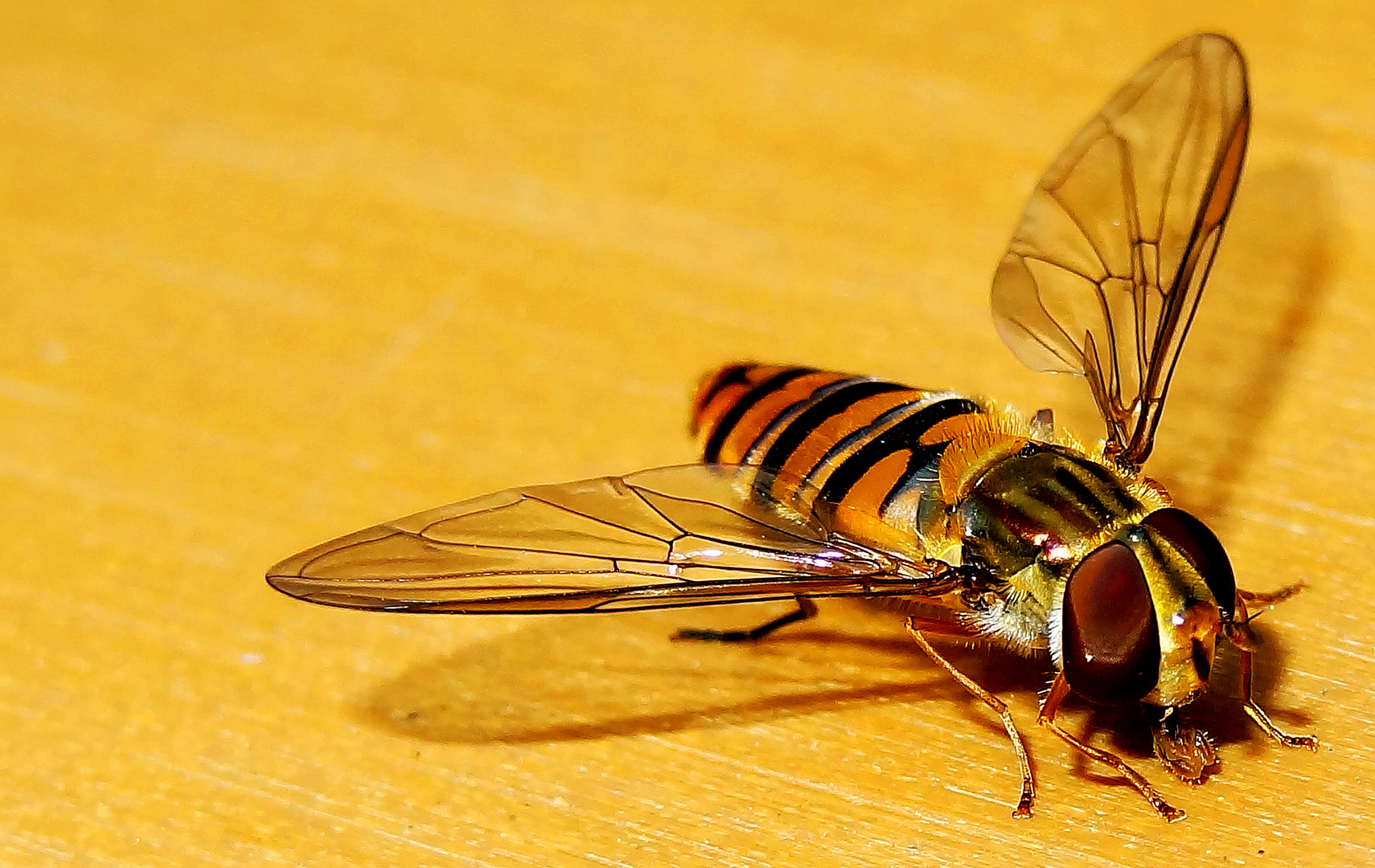 Männl. Schwebfliege