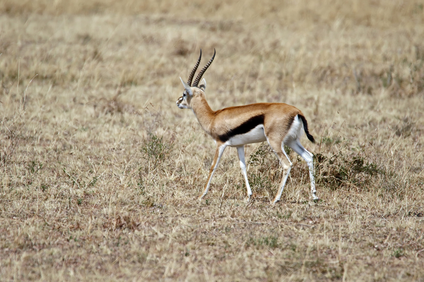 männl. Thomson-Gazelle