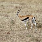 männl. Thomson-Gazelle