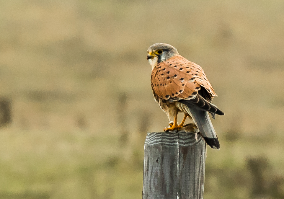 Männl. Turmfalke mit Beute