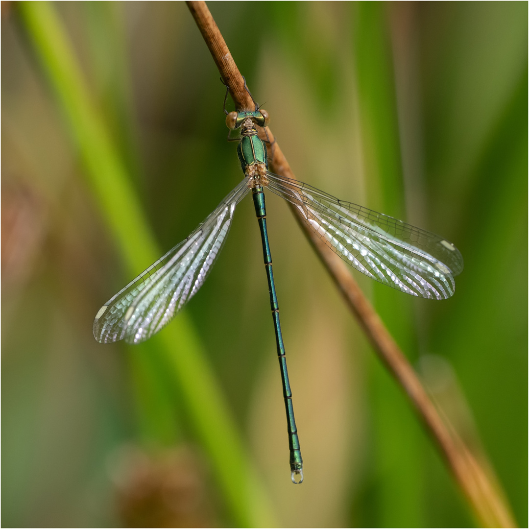 männl. Weidenjungfer - Chalcoletes viridis -