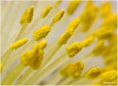 männl. weidenkätzchen blüte........