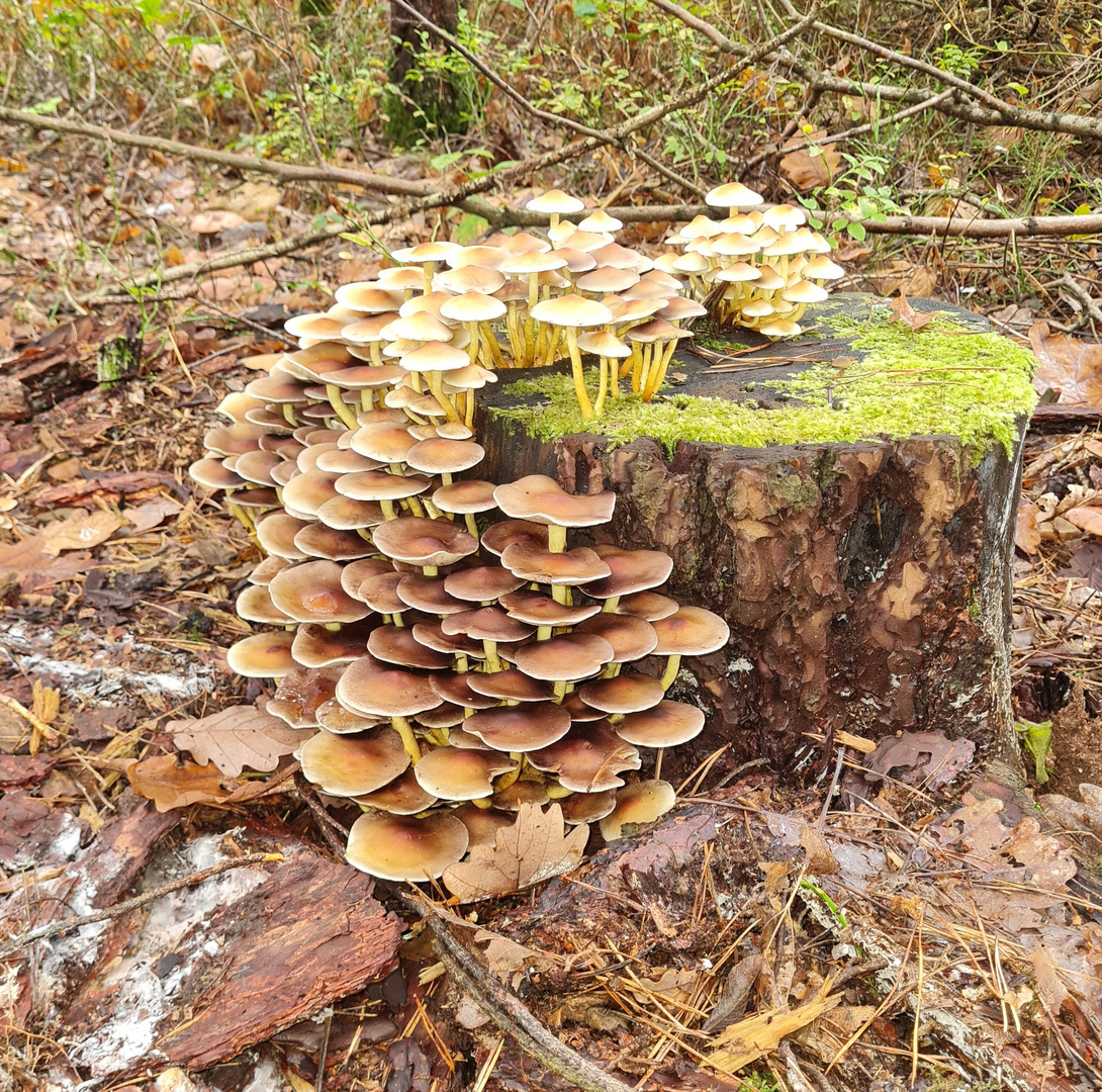 Männlein bzw. Pilze  laufen