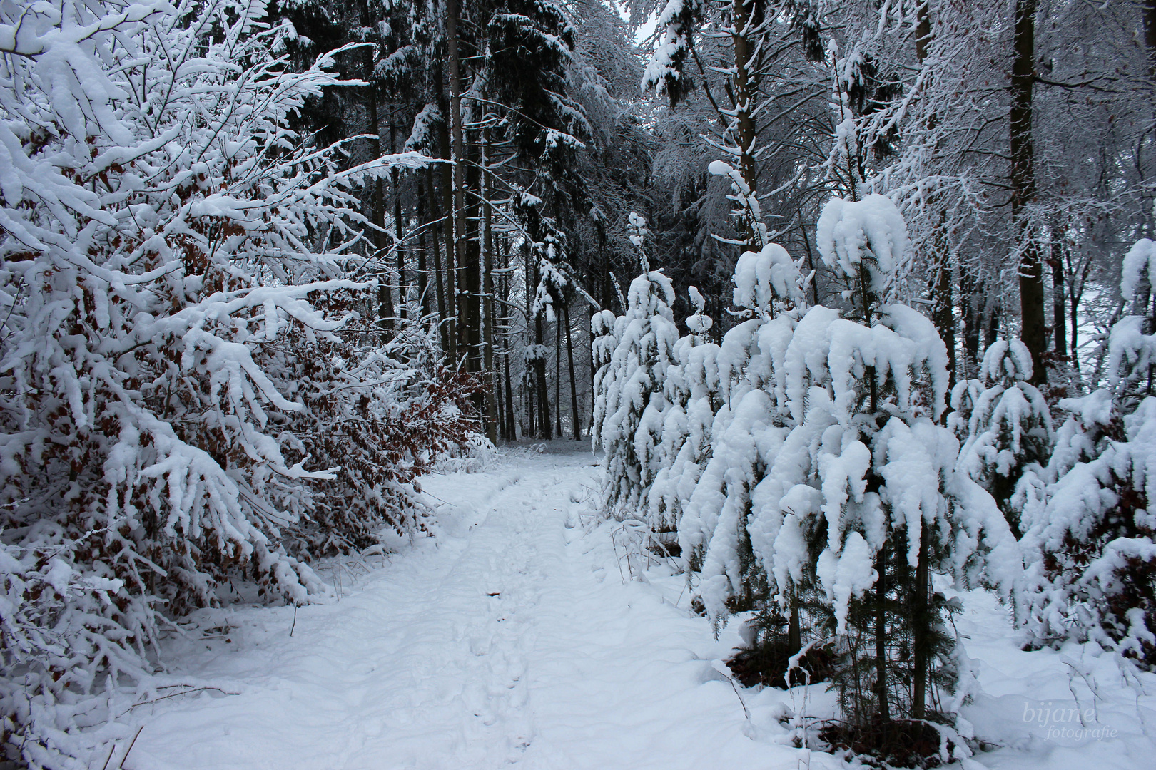 Männlein stehen im Wald