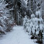 Männlein stehen im Wald