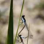 Männlein und Weiblein