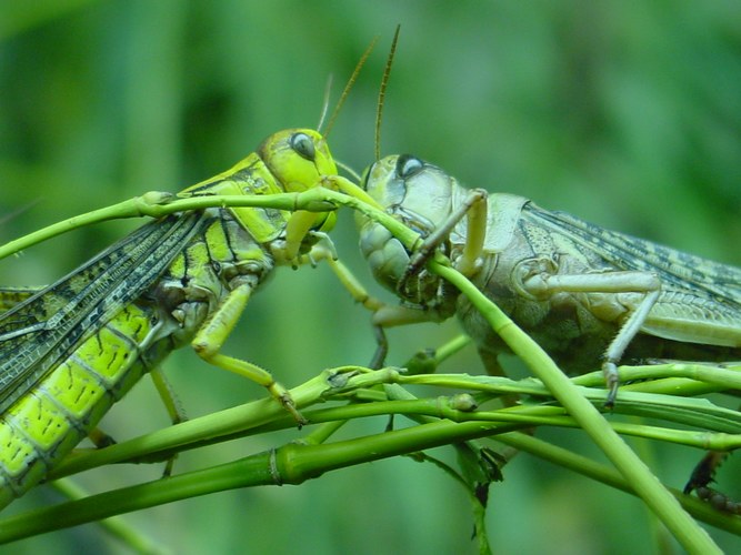 Männlein und Weiblein . . .