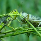 Männlein und Weiblein . . .