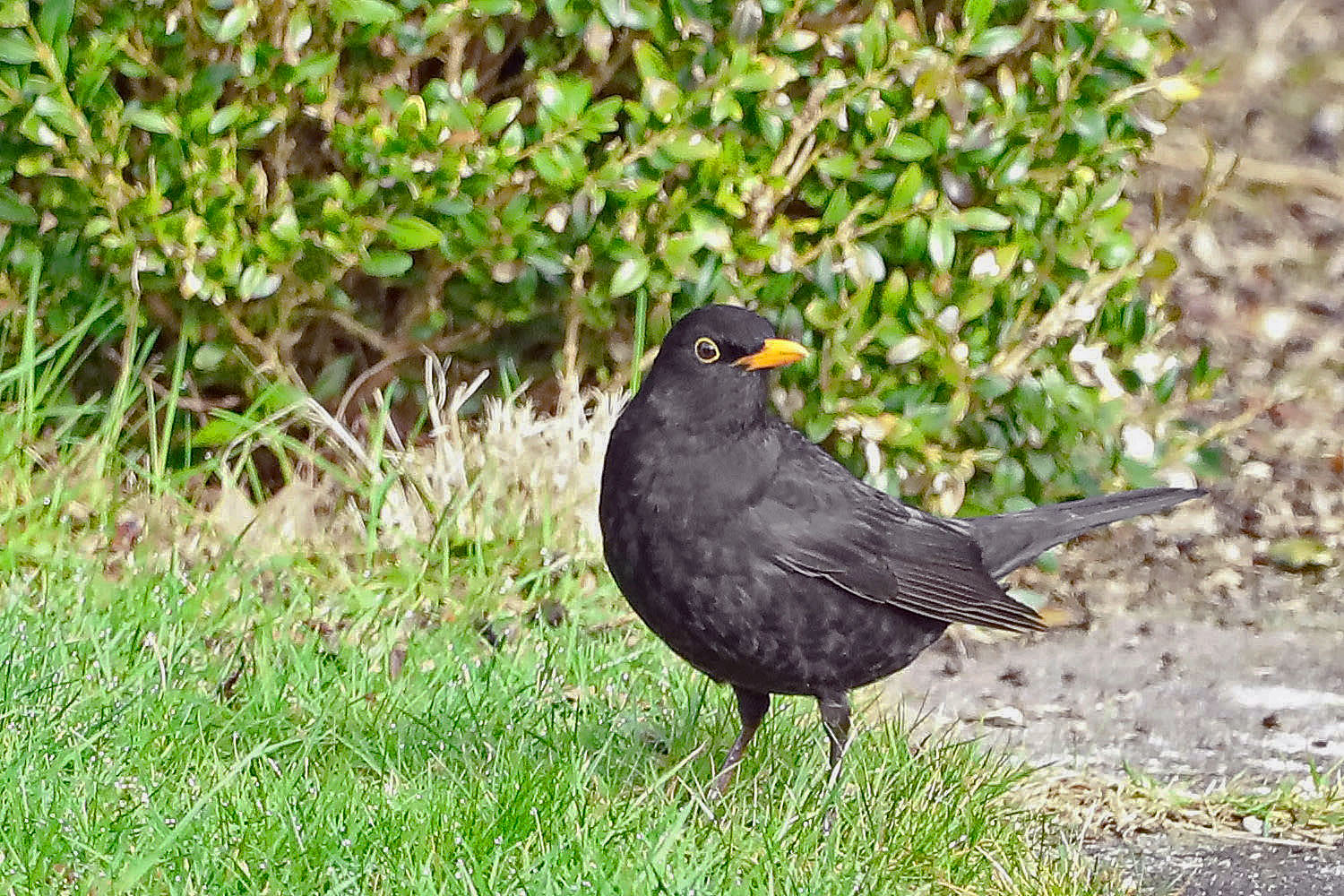 männliche Amsel