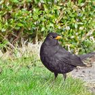 männliche Amsel