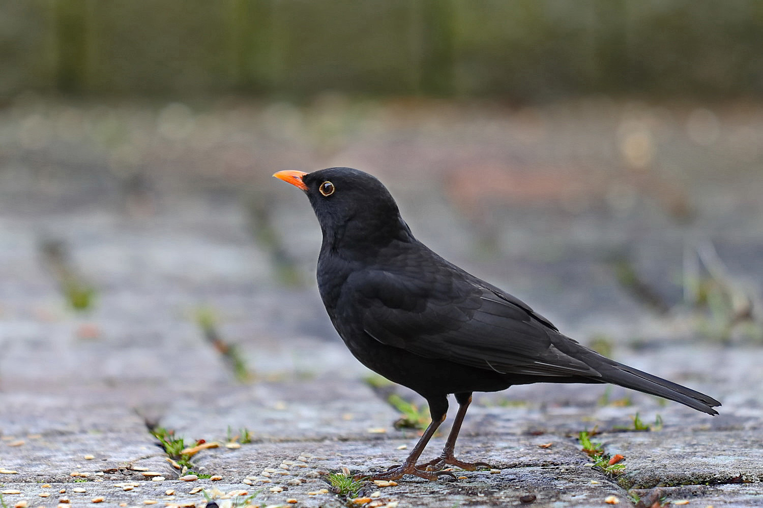 männliche Amsel