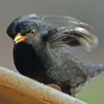 Männliche Amsel auf dem Vogelhäuschen