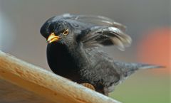 Männliche Amsel auf dem Vogelhäuschen