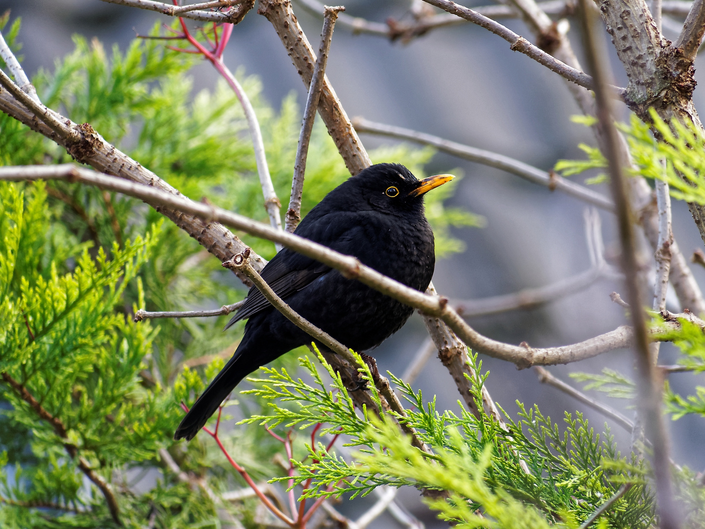 Männliche Amsel