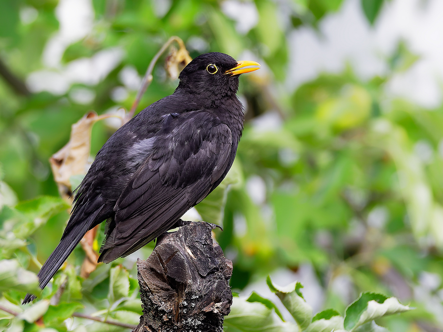 Männliche Amsel (Male Blackbird)