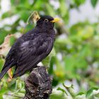 Männliche Amsel (Male Blackbird)