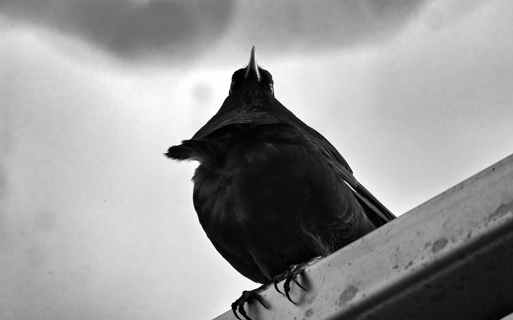 männliche Amsel -monochrome-