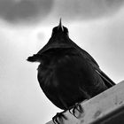 männliche Amsel -monochrome-