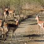 Männliche Antilopengruppe ( Impalaböcke )