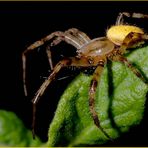 Männliche Araneus quadratus