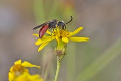 Männliche Auen-Buckelbiene