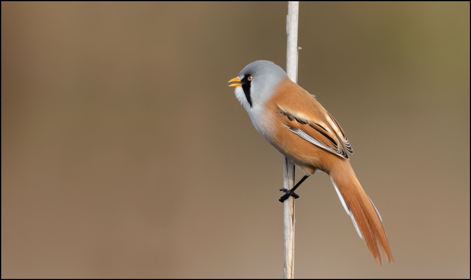 männliche Bartmeise (Panurus biarmicus)