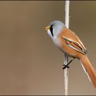 männliche Bartmeise (Panurus biarmicus)