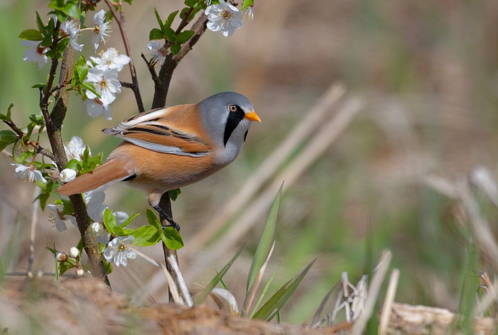 männliche Bartmeise | Panurus biarmicus