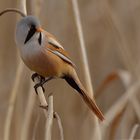 männliche Bartmeise (Panurus biarmicus) ... [Archiv]