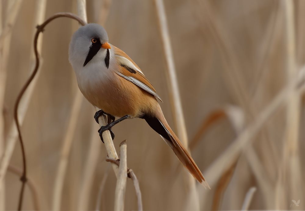 männliche Bartmeise (Panurus biarmicus) ... [Archiv]