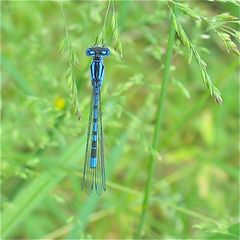 Männliche Becher-Azurjungfer (Ennalagma cyathigerum)