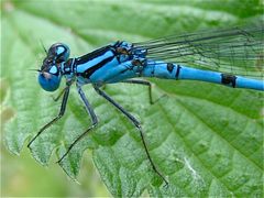 Männliche Becher-Azurjungfer (Ennalagma cyathigerum), Portrait