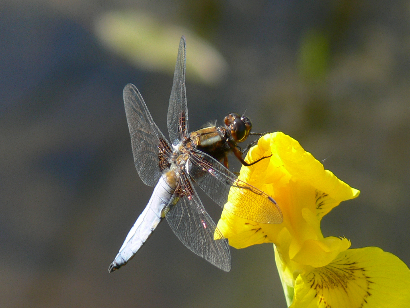 Männliche Blattbauchlibelle auf einer gelben Schwertlilie