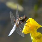 Männliche Blattbauchlibelle auf einer gelben Schwertlilie