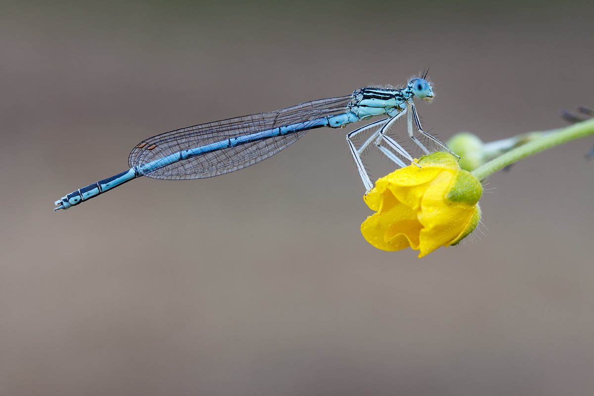 Männliche Blaue Federlibelle