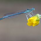 Männliche Blaue Federlibelle