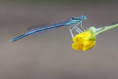 Männliche Blaue Federlibelle